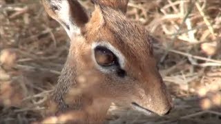 What is a DikDik [upl. by Torras]