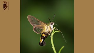 Hummingbird HawkMoth  The Moth that Mimics a Hummingbird [upl. by Dressel109]