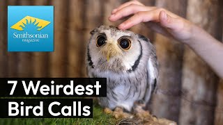 7 Weirdest Bird Calls [upl. by Mundy]