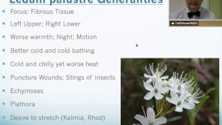 Ledum Palustre Homeopathic Medicine Tips For Beginners [upl. by Midian986]