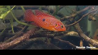 Red Jewel Cichlid Hemichromis bimaculatus Habitat Tank and Breeding Behaviour [upl. by Wes465]