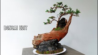 Process Of Making A Juniper Bonsai Tree On A Driftwood Bonsai Edit [upl. by Zilevi]