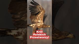 Największy Drapieżnik Polski – Bielik [upl. by Anahpets]