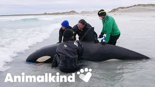 Stranded killer whale returned to sea  Animalkind [upl. by Anna-Maria19]