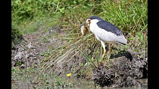 balbuzard pêcheur et bihoreau à la pèche [upl. by Nnylyrehc]