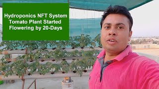 Hydroponic System in India NFT Demo Growing Tomato [upl. by Patnode]