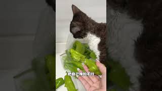 【布丁仔和泡芙妹的一天】大家人们帮我看看我这猫到底买的值不值啊德文卷毛猫 反转 [upl. by Frederic]