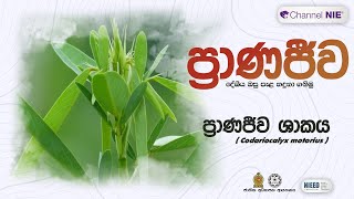 ප්‍රාණජිව ශාකය  Codariocalyx motorius  ප්‍රාණජිව  දේශීය ඔසු පැළ හදුනා ගනිමු [upl. by Torry776]