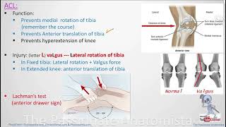 MSK module VD26  Anatomy of the knee Extracapsular ligaments  knee injuries part 1 [upl. by Eoin]