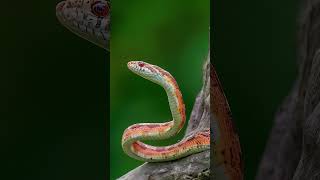 Corn snakes [upl. by Aziram816]