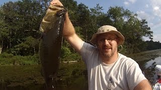 Canoe Fishing  45 pound bass 4 pound pickerel and other smaller fish [upl. by Wil723]