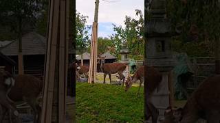 DEER of Pairi Daiza Zoo Brugelette Belgium Please subscribe thanks😁 pairidaiza belgium [upl. by Weidman]