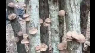 Video How to grow shiitake mushrooms at home [upl. by Fulbert927]