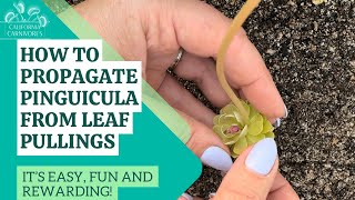 How to Make Pinguicula from Leaf Pullings it’s easy and fun [upl. by Bush]