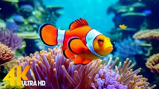 Aquarium 4K VIDEO ULTRA HD 🐠 Beautiful Coral Reef Fish  Relaxing Sleep Meditation Music 17 [upl. by Kraft]