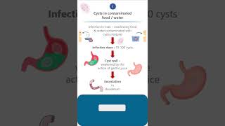 Giardia lambliaLife cycle parasitology microbiology pathology neet neetpg lifecycle science [upl. by Arzed]