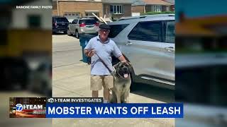 Chicago mobster wants early release to attend dog shows with grandson [upl. by Vera]