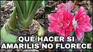 Que HACER SI MI AMARILIS NO FLORECE Plant Hippeastrum Amaryllis [upl. by Leehar]