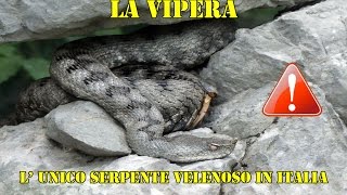 La vipera lunico serpente velenoso presente in Italia 🐍 escursionisicure [upl. by Almire360]