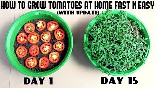 Grow Tomatoes from Tomatoes Easiest Method Ever With Updates [upl. by Salb]