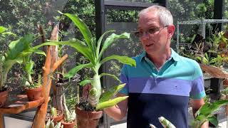 When to start watering Catasetum orchids [upl. by Ranita581]