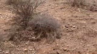 Opuntia trichophora  El Paso County Texas [upl. by Henrie]