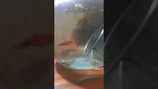 My platy fish breeding platy aquarium fishtank fishbreeding platyfish [upl. by Levenson]