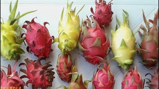 dragon fruit variety [upl. by Strohl]