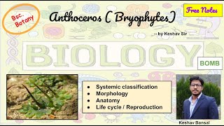 Anthoceros  Morphology  anatomy and Life cycle  Bsc  Free PDF notes  by Viologia EXtrema [upl. by Guillaume331]