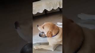 Cash babu feel hungry for lunch labradorlablovedoglover [upl. by Yerffej]