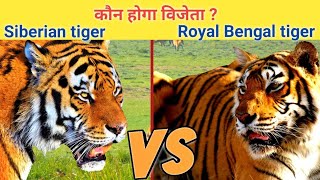 Siberian tiger vs royal bengal tiger  bengal tiger vs siberian tiger who will win [upl. by Aihtnamas781]