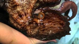 Science Today Octopus Enrichment  California Academy of Sciences [upl. by Formenti426]