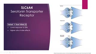 Pharmacogenomics SLC6A4 Gene [upl. by Ocirled]