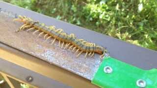 Scolopendra Cingulata [upl. by Bord]