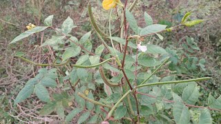 This plant cures Gonorrhoea [upl. by Eimat]