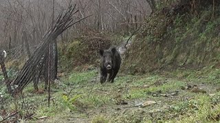 NEFES KESEN BİR PUSU  A Breathtaking Wild Boar Hunting [upl. by Dnomyaw]