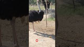 Ostrich amp Addax wildanimals [upl. by Aimik]