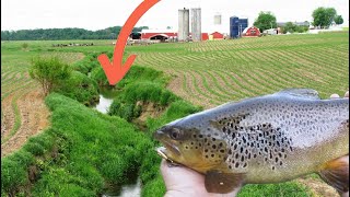 MASSIVE Trout from Tiny Farm Stream [upl. by Mina]