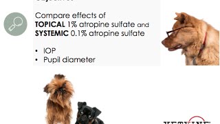 Atropine Use and its Effect in the Canine Eye [upl. by Craig]