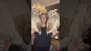 Giant Owls Make Perfect Christmas Decor  Shop HolidayHangupscom  Christmas 2024 [upl. by Anaeco333]