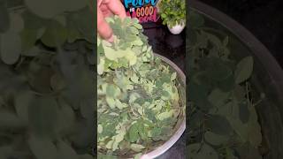 Moringa  the super food shorts recipe [upl. by Cedell791]