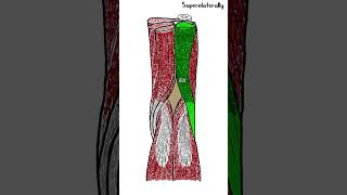 Popliteal fossa  Anatomy  shorts [upl. by Imefulo]