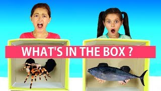 Whats in the Box Challenge Family Fun Challenge 😜😂 [upl. by Llydnek]