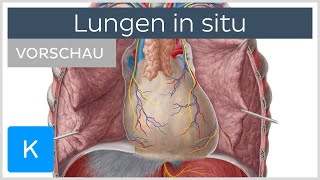 Lungen in Situ Topographie und Funktionen Vorschau  Kenhub [upl. by Dranal]