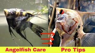 How to care Angelfish  Angelfish care Guide in Hindi angelfish aquarius care guide [upl. by Aicile]