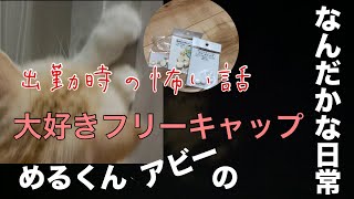 出勤時の怖い話と大好きフリーキャップ めるくんアビーのなんだかな日常 めるくんcat 怖いお話 [upl. by Enitnelav436]