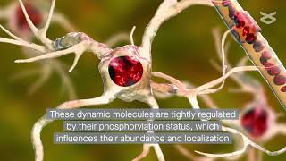 Phosphoinositide Signaling Modulates Microglial Phagocytosis in Alzheimer’s disease [upl. by Singband]