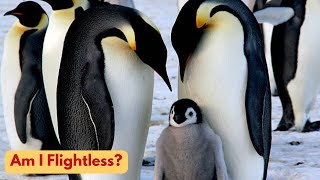 most amazing top 10 beautiful flightless birds in the world [upl. by Ettenrahc]