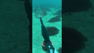 Spearfishing for Florida Snapper spearfish seafood fishing spearfishing fish spearfishinglife [upl. by Affay]