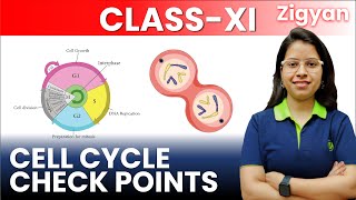 Cell cycle checkpoints  Lecture 2  Cell cycle and cell division  Class 11th  Biology  NEET [upl. by Nisay]